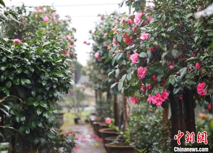 茶花竞相开放。　吴潮宏 供图