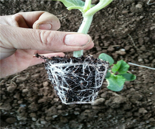 旱黄瓜苗如何种植技术_黄瓜苗旱种植技术与管理_黄瓜苗种植技术与管理