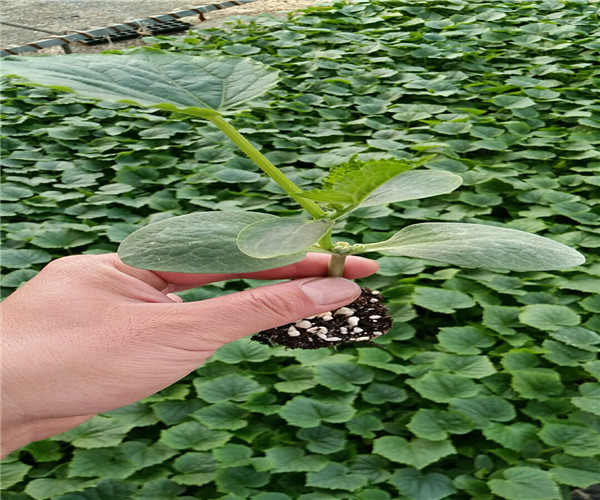 黄瓜苗旱种植技术与管理_旱黄瓜苗如何种植技术_黄瓜苗种植技术与管理