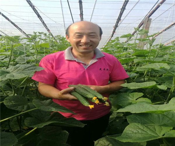 旱黄瓜苗如何种植技术_黄瓜苗旱种植技术与管理_黄瓜苗种植技术与管理