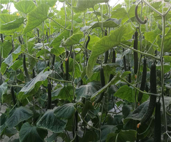 旱黄瓜苗如何种植技术_黄瓜苗旱种植技术与管理_黄瓜苗种植技术与管理