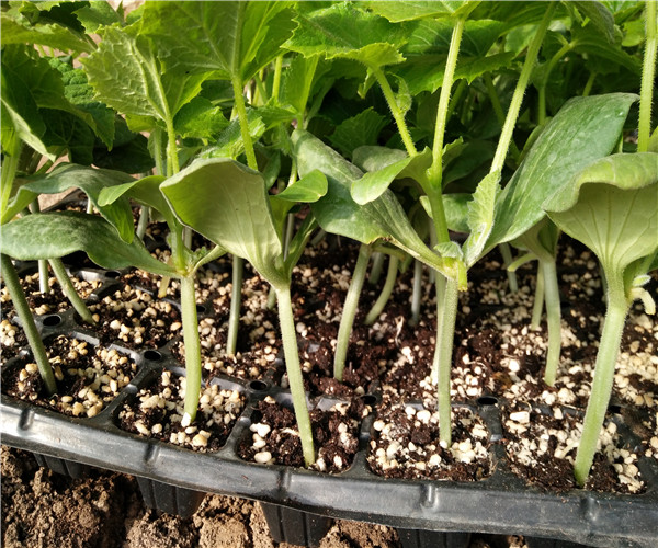 旱黄瓜苗如何种植技术_黄瓜苗旱种植技术与管理_黄瓜苗种植技术与管理