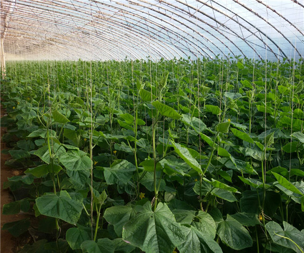旱黄瓜苗如何种植技术_黄瓜苗旱种植技术与管理_黄瓜苗种植技术与管理
