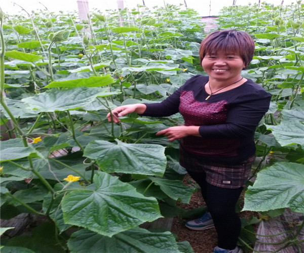 黄瓜苗旱种植技术与管理_黄瓜苗种植技术与管理_旱黄瓜苗如何种植技术