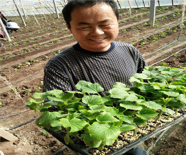黄瓜苗旱种植技术与管理_黄瓜苗种植技术与管理_旱黄瓜苗如何种植技术