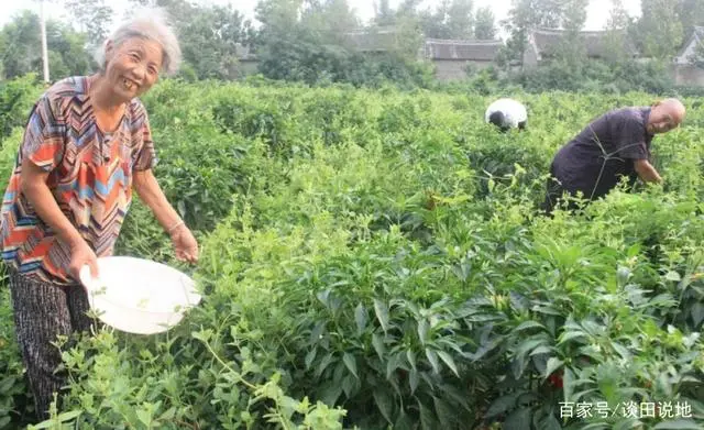 生姜大棚栽培技术视频教程_致富经大棚生姜种植_大棚生姜高产栽培技术视频