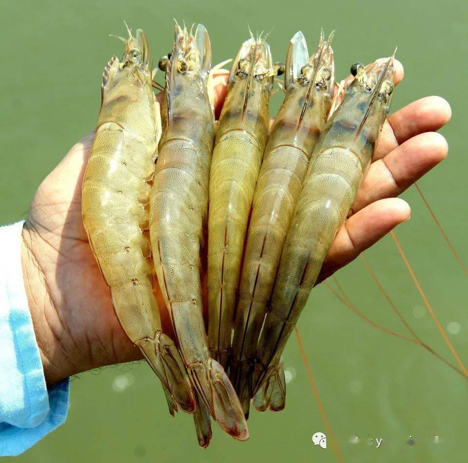 开了挂！这里的虾产量，为何这么高？秘诀是...