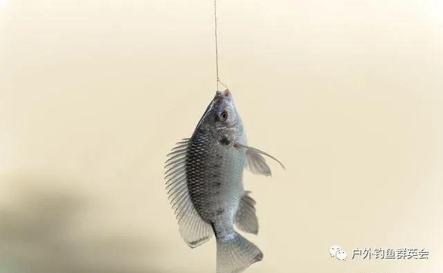 养殖罗非鱼的方法与技巧_罗非鱼室内养殖技术_室内养殖罗非鱼视频