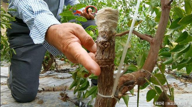 新疆枣树地亩产多少_新疆枣树种植技术视频_新疆枣树苗