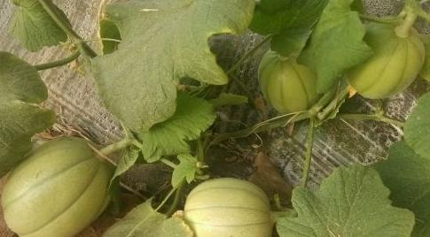 风沙区温室早春茬芝麻香瓜，及高效栽培关键技术，值得参考