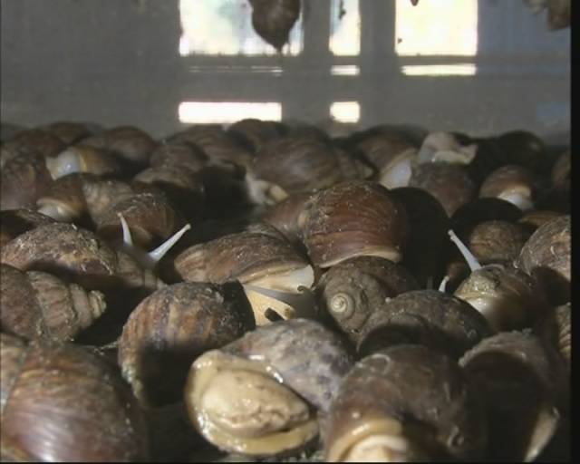 蜗牛养殖能致富吗吗_致富经蜗牛养殖视频_致富蜗牛养殖能力怎么样