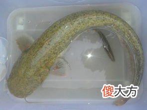 水律蛇的功效与作用有哪些？养水律蛇有出路吗？