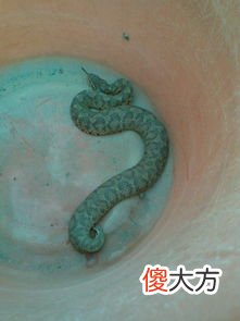 水律蛇的功效与作用有哪些？养水律蛇有出路吗？