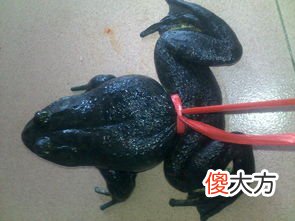 水律蛇的功效与作用有哪些？养水律蛇有出路吗？