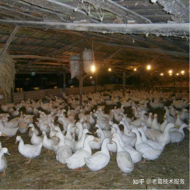 禽医老葛讲：跨年鸡鸭鹅饲养管理应注意哪些问题