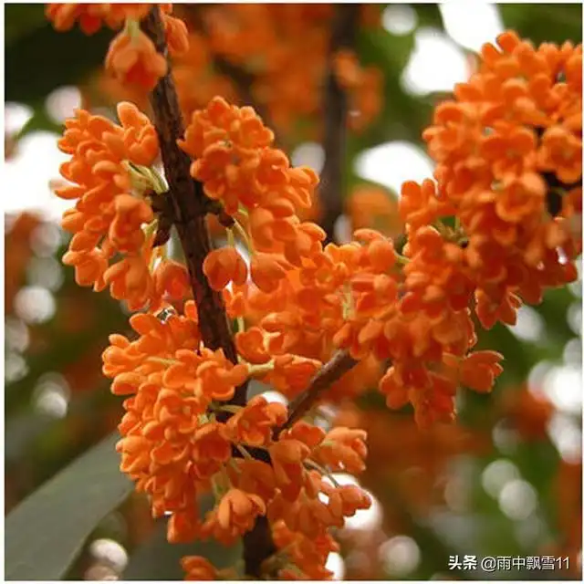文章图片4