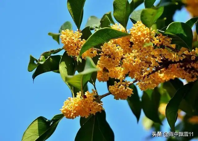 文章图片5