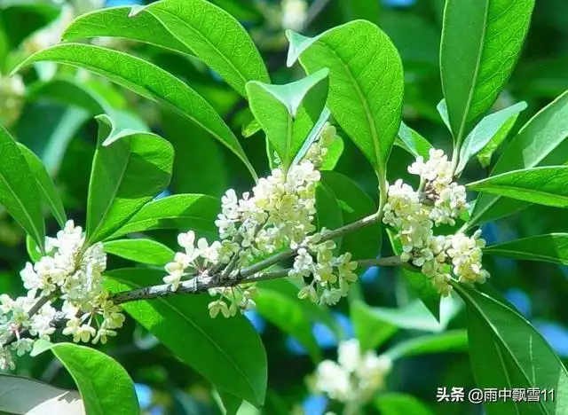 文章图片6