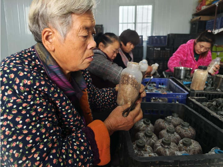 利辛县江集镇：羊肚菌撑起“致富伞”