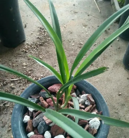 寒兰花盆_盆栽寒兰养殖技术_寒兰养殖的注意事项