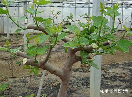 板栗南瓜相关种植技术_南瓜种植板栗相关技术要求_种植板栗南瓜的技术