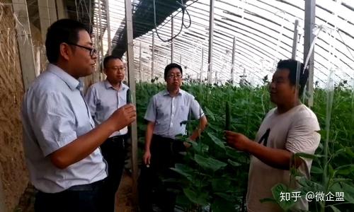 板栗南瓜相关种植技术_南瓜种植板栗相关技术要求_南瓜种植板栗相关技术有哪些