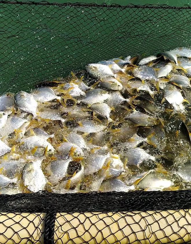 海上养殖金鲳鱼技术_海里的鲳鱼有养殖的吗_海养金鲳鱼和淡水养殖的区别