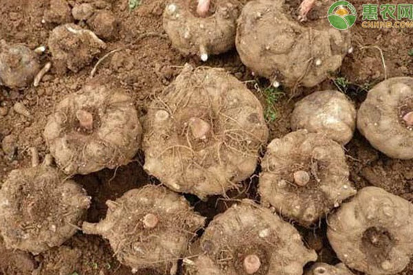 毛桃种植方法_毛桃种植技术_大毛桃种植致富