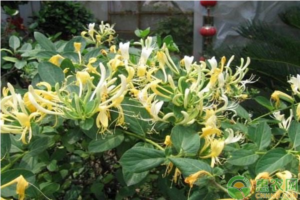 毛桃种植技术_大毛桃种植致富_毛桃种植方法