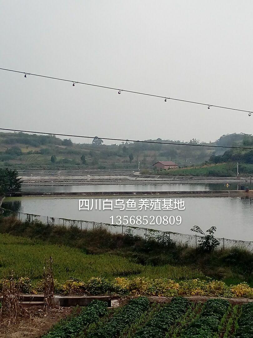 乌鱼的养殖技术_养殖技术乌鱼养殖方法_乌鱼养殖技术及成本