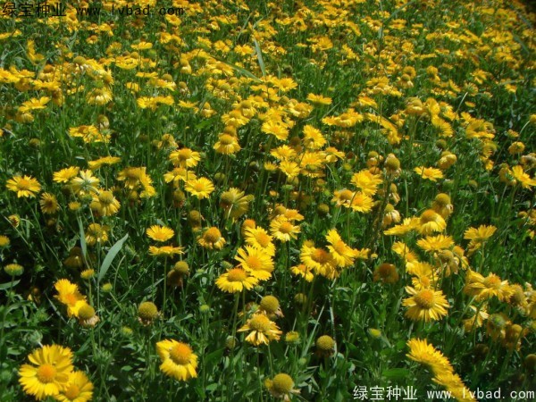 雏菊种子