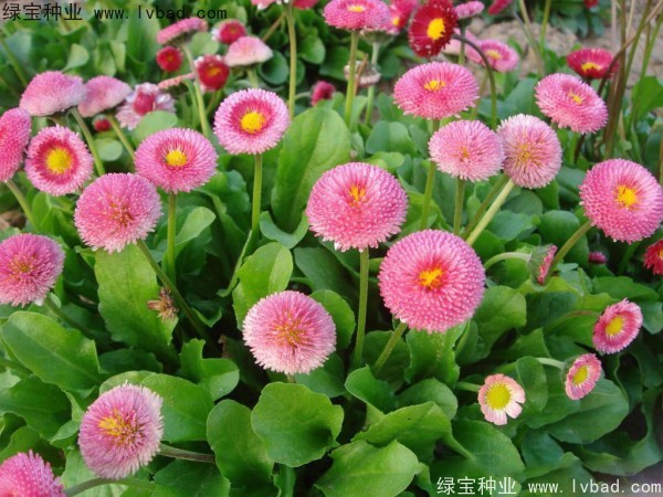 雏菊种子