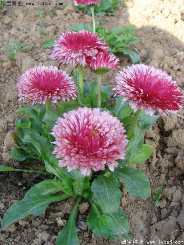 雏菊种子