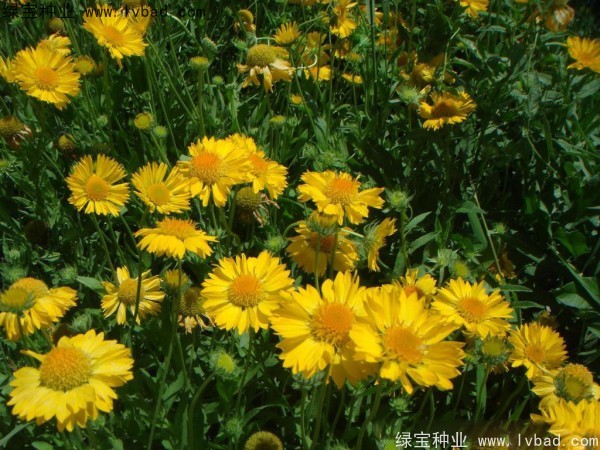 雏菊种子