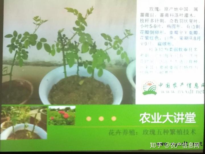 黑鱼的繁殖与养殖技术_黑鱼的养殖繁殖技术_繁殖养殖黑鱼技术方法