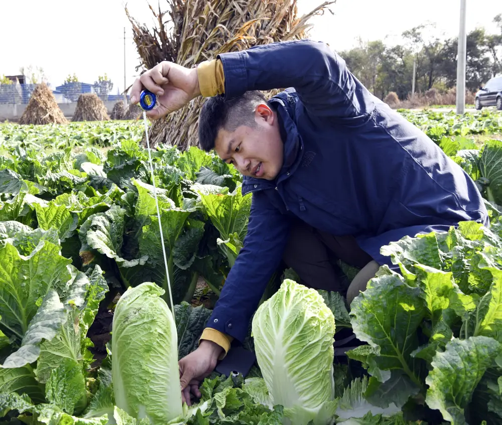河北农村种植致富项目_河北省种植什么效益最高_河北易县种植致富