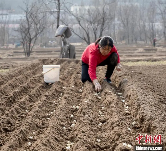 致富种植视频全集_种植致富的趋势_致富种植趋势图片