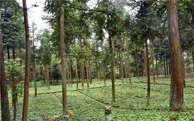 种植致富业_种植致富新项目_致富经一亩地赚60万种植