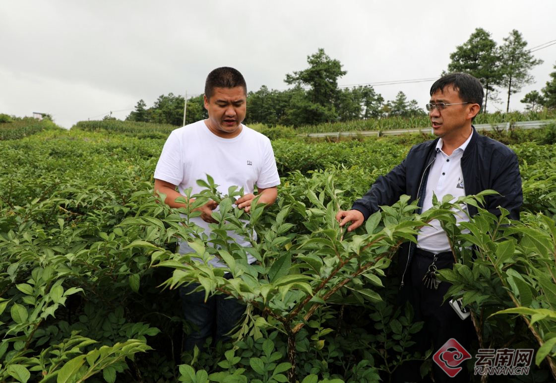 【走向我们的小康生活】云南罗平：用特色种植业引领群众脱贫致富