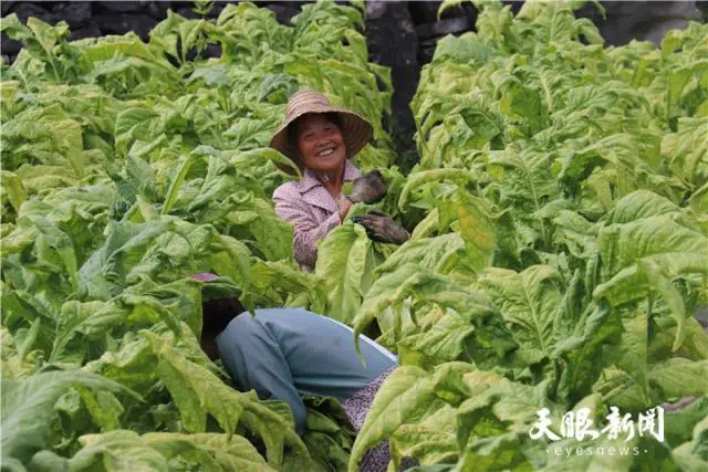 种植致富新项目_致富种植视频全集_种植致富的趋势