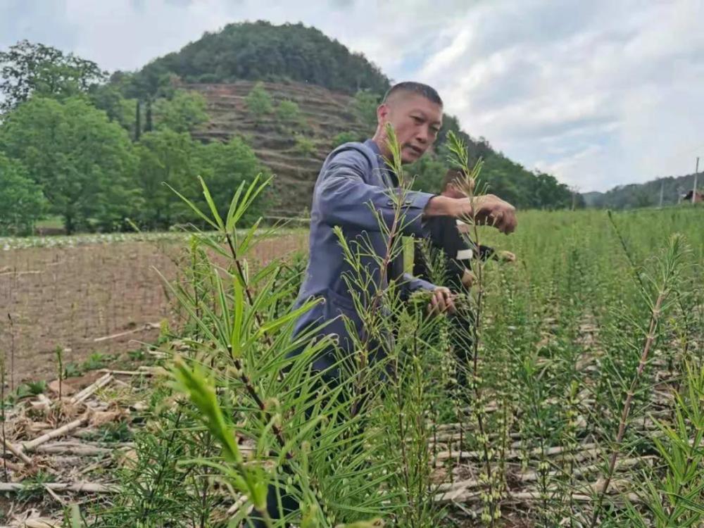 皂角刺种植会是骗局吗_皂角刺种植利润_种植皂角刺致富