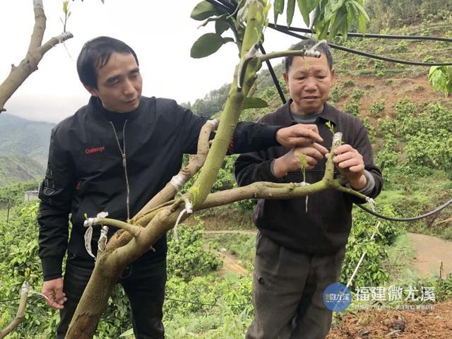 27年来，这位尤溪人带领村民种植这个……增收致富