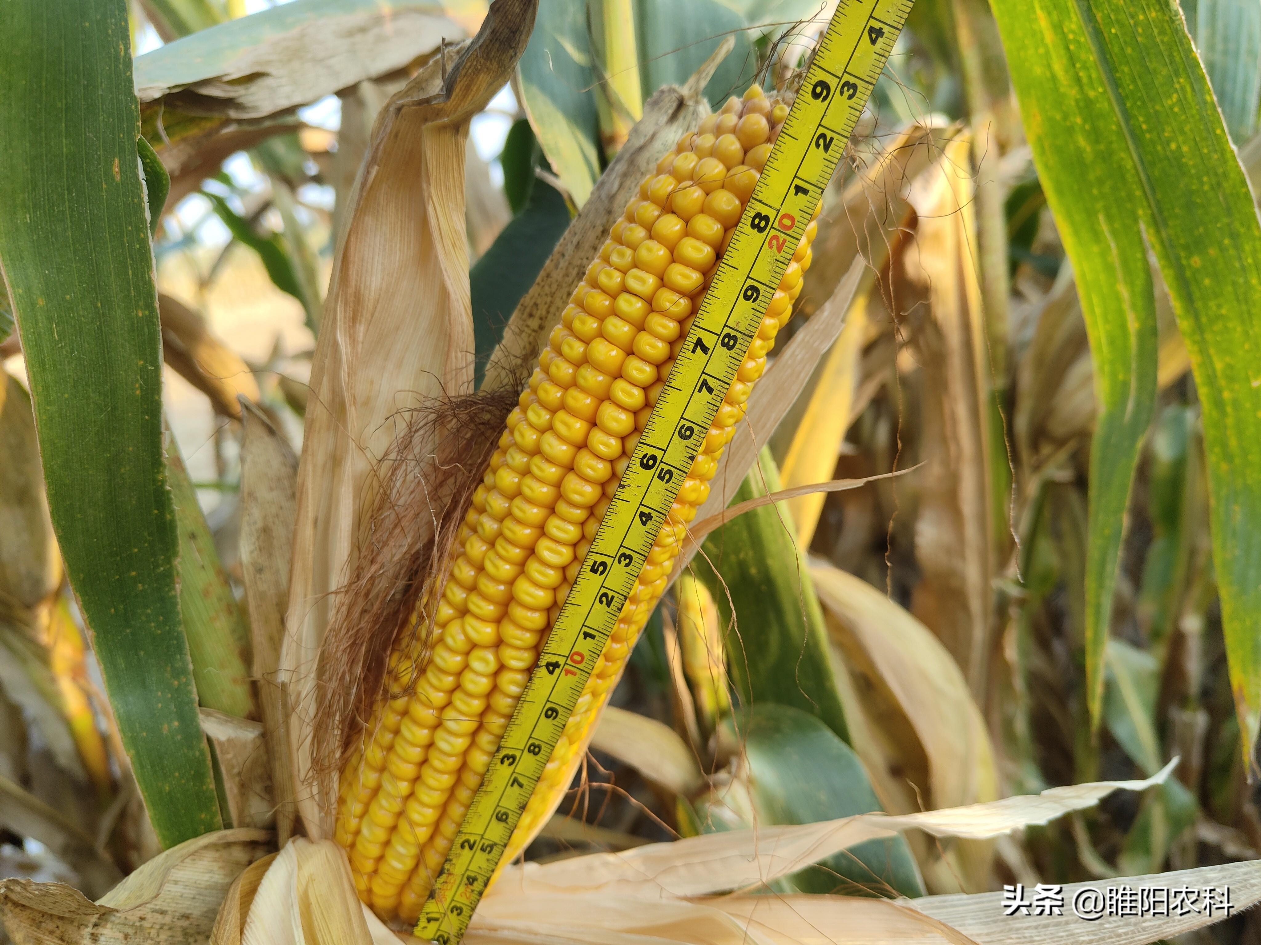 玉米高产栽培新技术_玉米高产种植新技术_玉米高产种植技术新闻报道