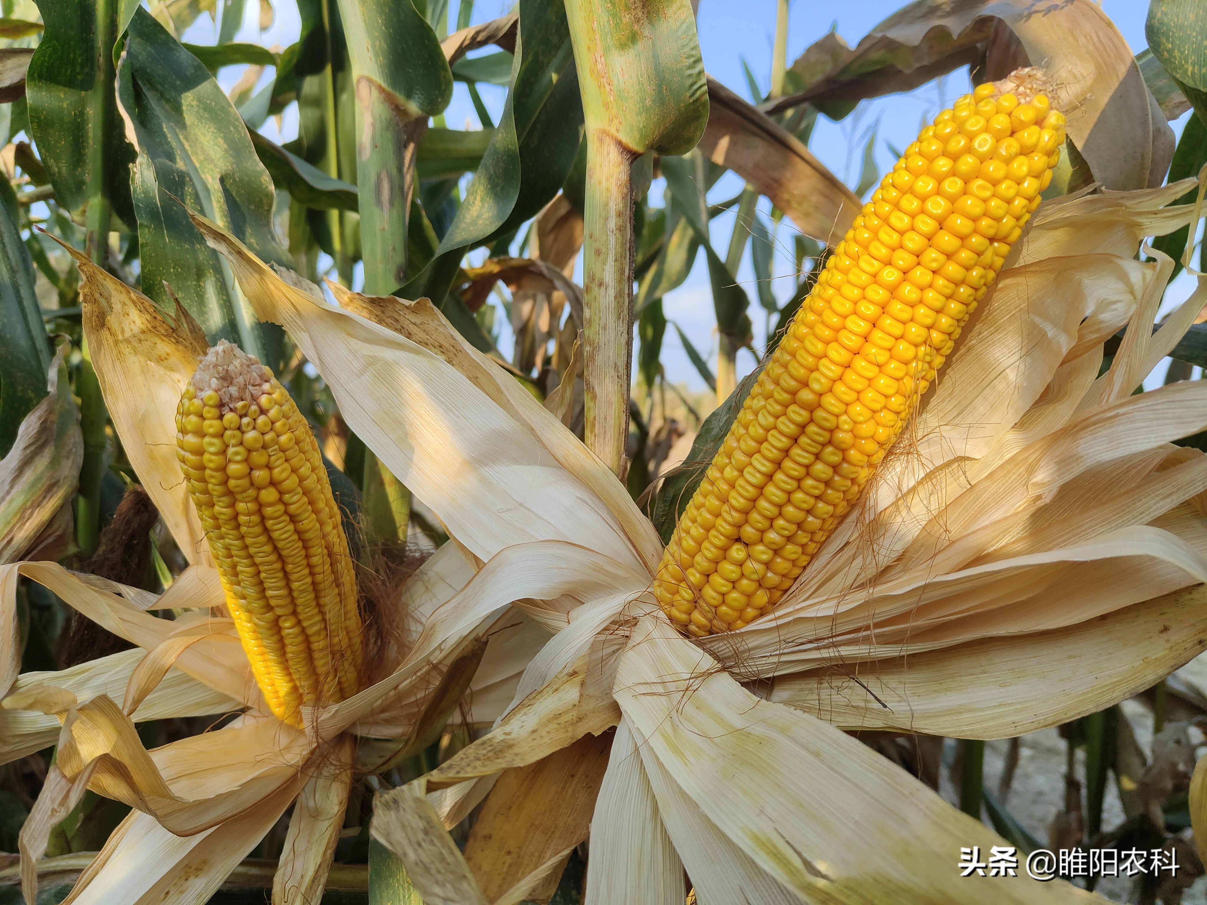 玉米高产种植技术新闻报道_玉米高产栽培新技术_玉米高产种植新技术