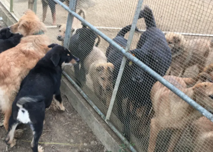 农村致富养殖狗_致富养殖狗农村视频大全_养狗养殖场视频致富经