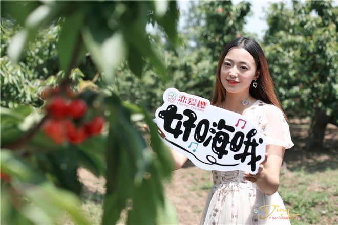 樱桃界的爱马仕，北京哪儿的樱桃最好吃？北纬40度黄金水果带西集