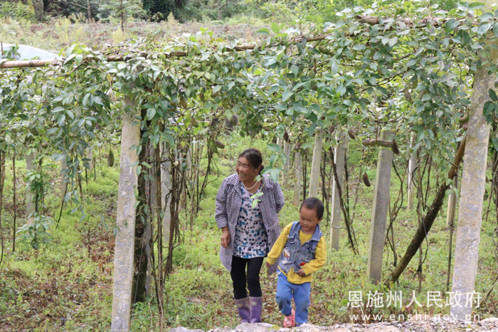 致富瓜种植视频_丑八怪瓜种植技术管理视频_种瓜得瓜视频
