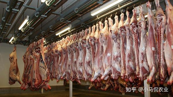 大户养殖致富视频_致富创业网养殖视频_养殖致富网视频
