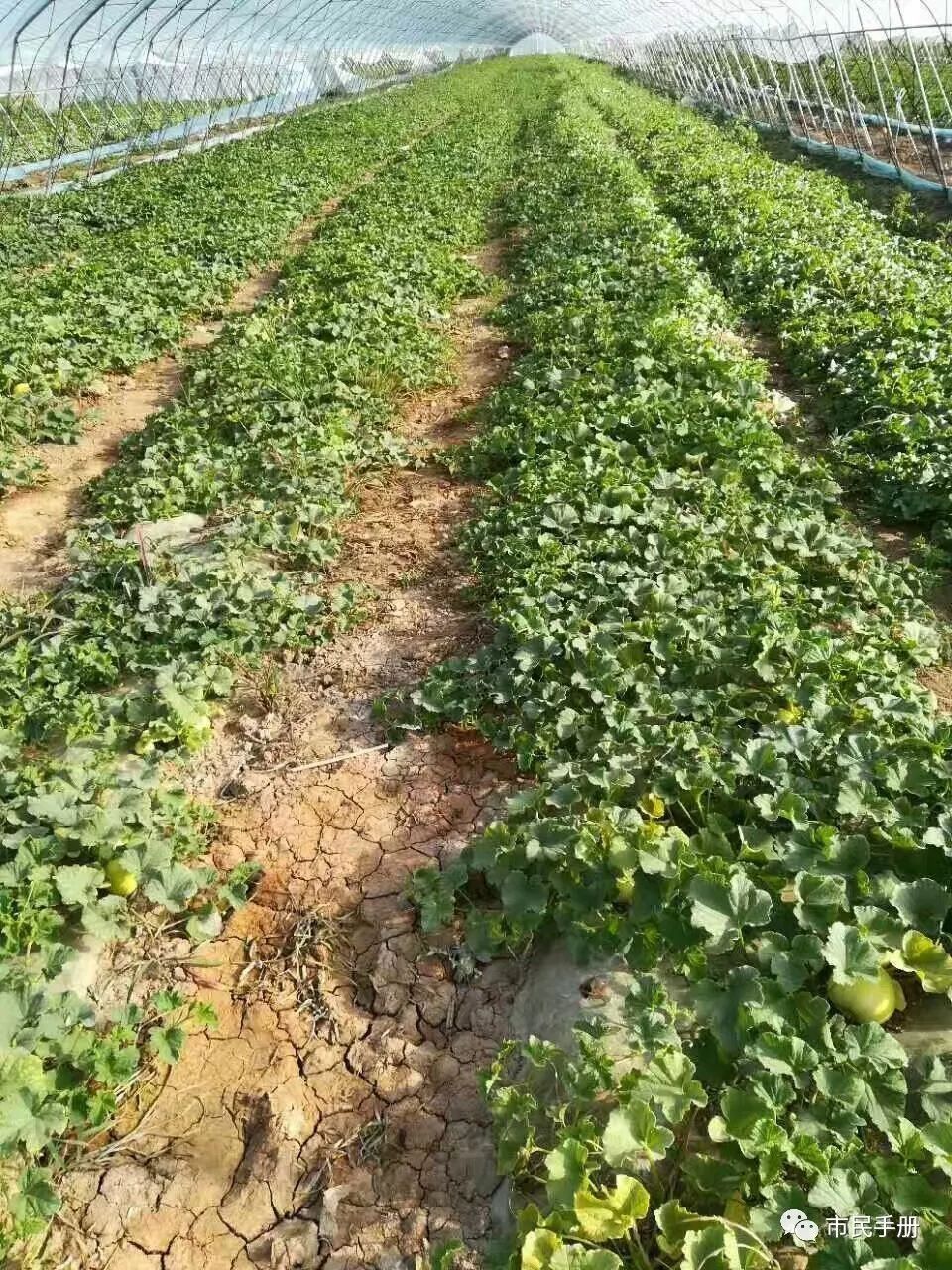 脆梨甜瓜种植与管理_梨瓜种植技术视频_翠梨甜瓜种植技术