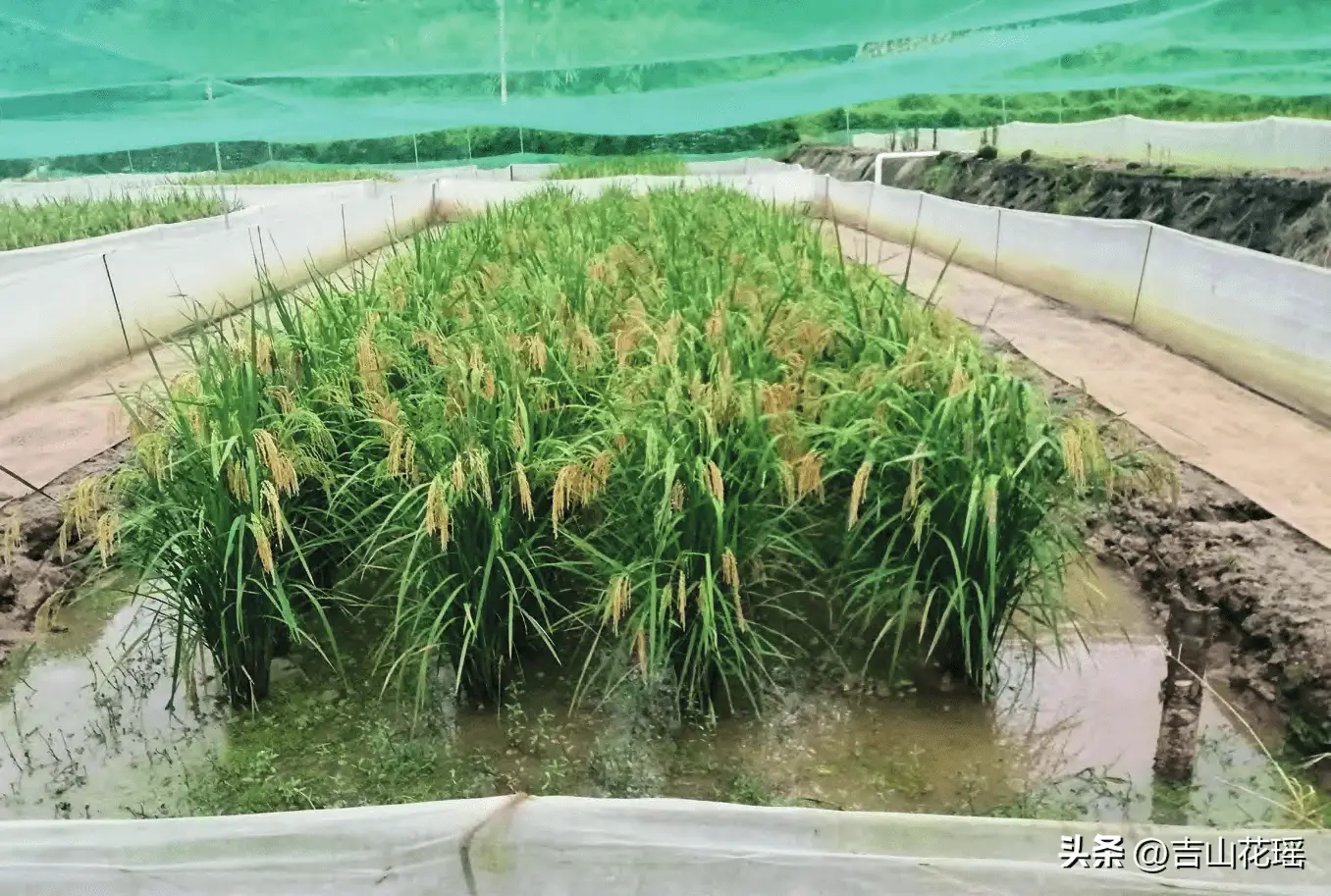 养殖青蛙技术现在成熟_养殖青蛙技术现在成熟_养殖青蛙技术现在成熟